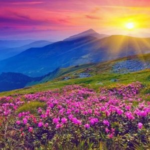 valley_of_flowers_2.jpg